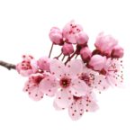Japanese Cherry Blossom Fragrance Oil