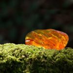 Oakmoss & Amber Fragrance Oil