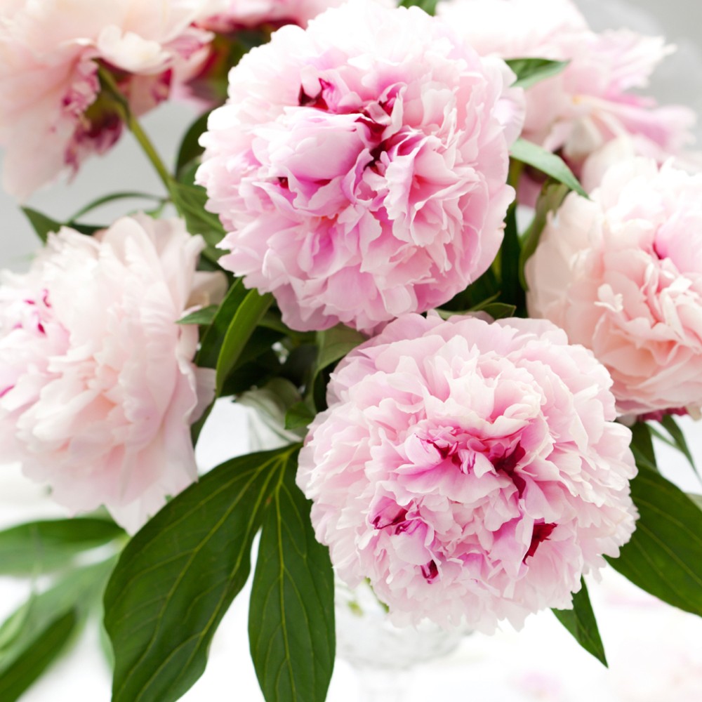 Peony Fragrance Oil Skin Foodie