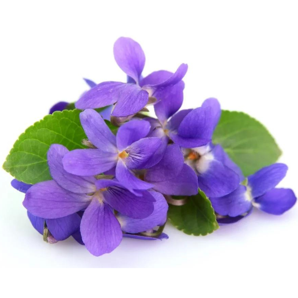 skin-foodie-voilet-frgrance-oil Violet Fragrance Oil - Image 1